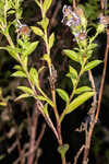 Elliott's aster